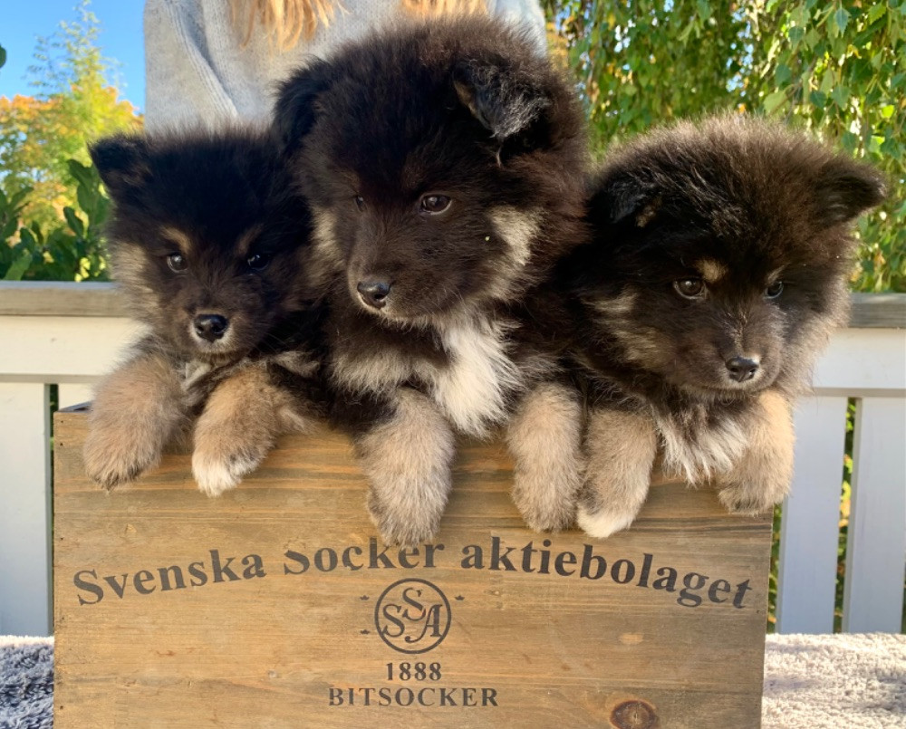 Månskimrans