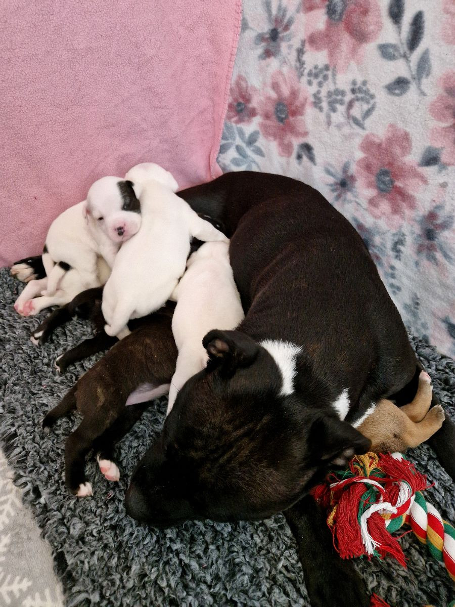 Staffordshire Bull Terrier