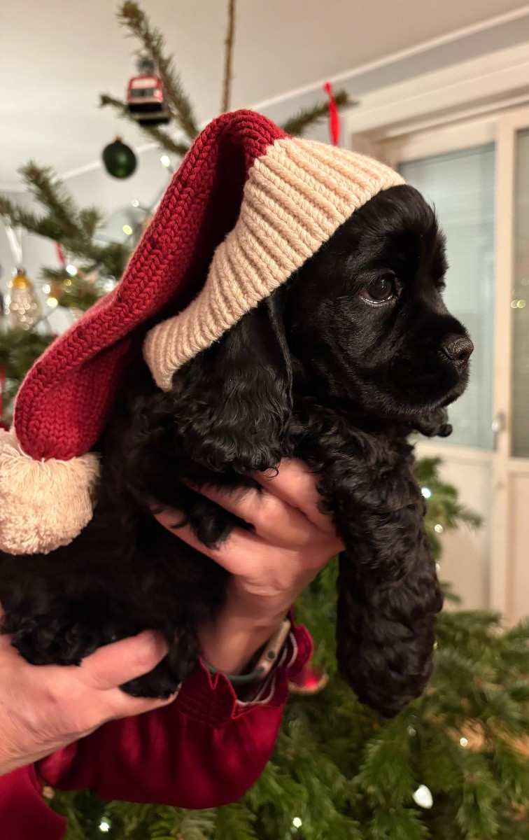 American Cocker Spaniel