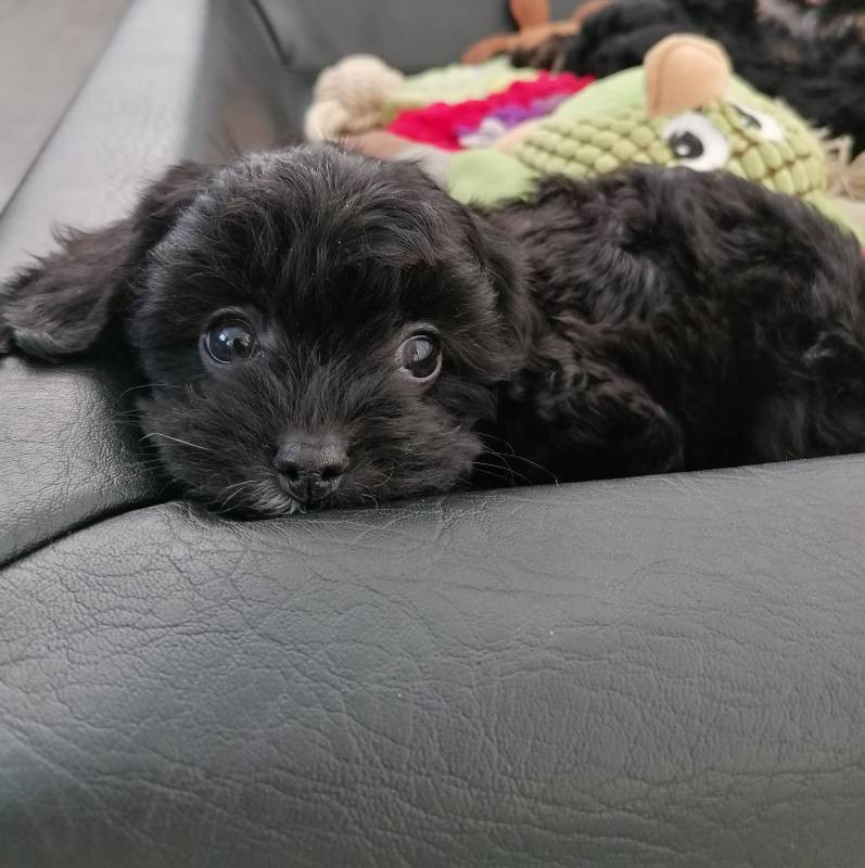 Hjortkvarns Cavapoo