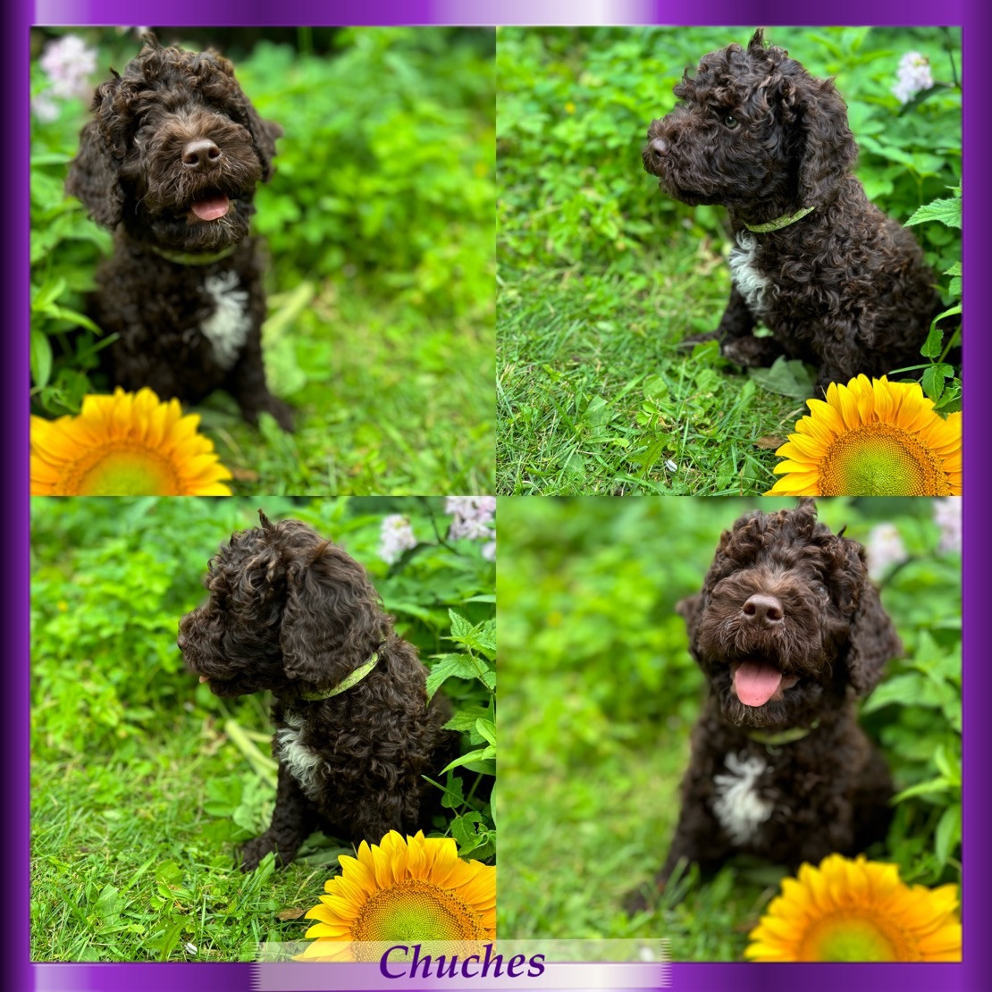 Spanish Water Dog (Perro de Agua Espanol)