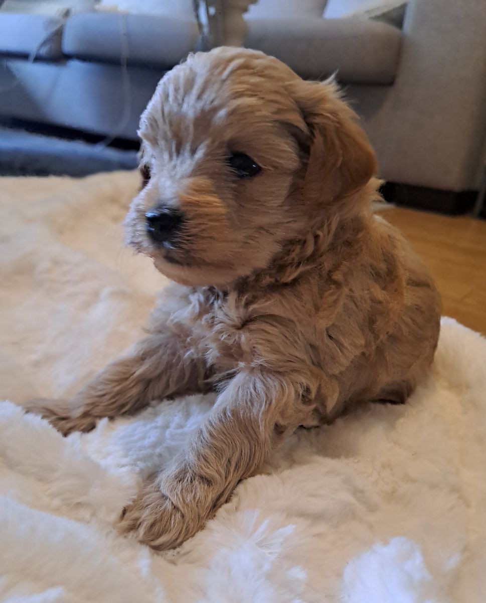 Maltipoo