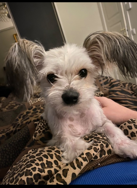 chinese crested/papillon/chihuahua