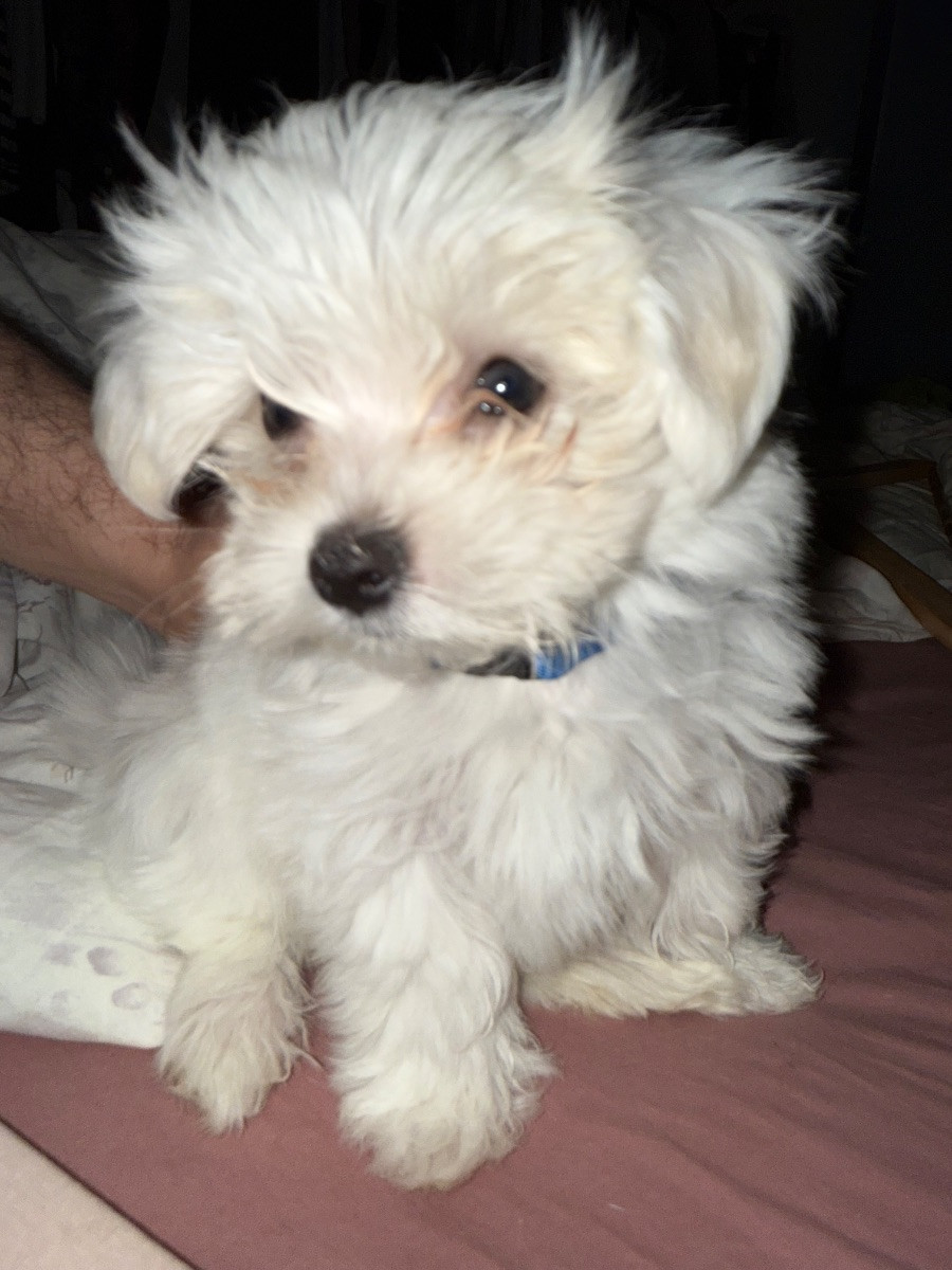 Maltese · 2025-10-25 · Väröbacka · Anna J.