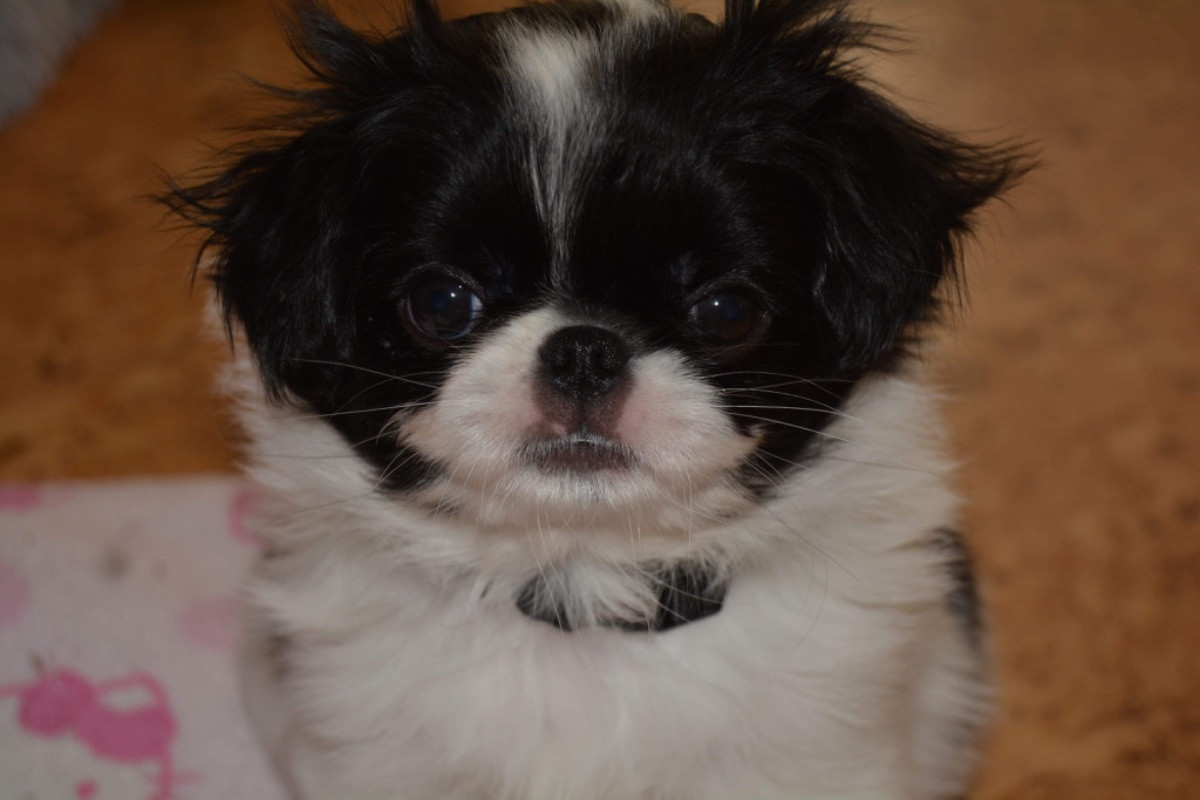 Japanese Chin