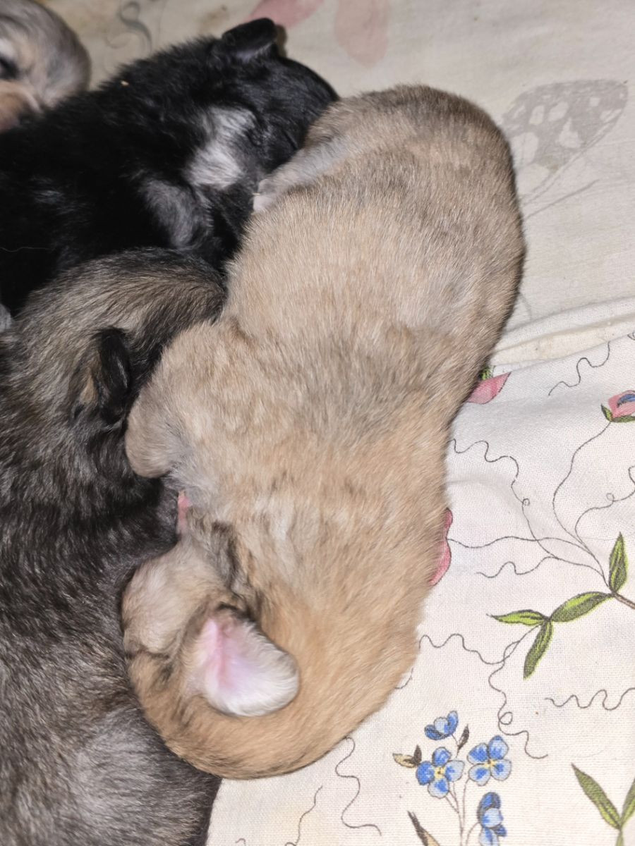 Pomeranien/chihuahua · 2025-10-28 · Vilhelmina · Nanny N.