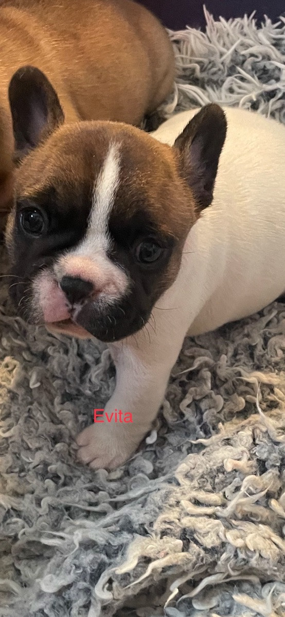N,Slätternas Frabull