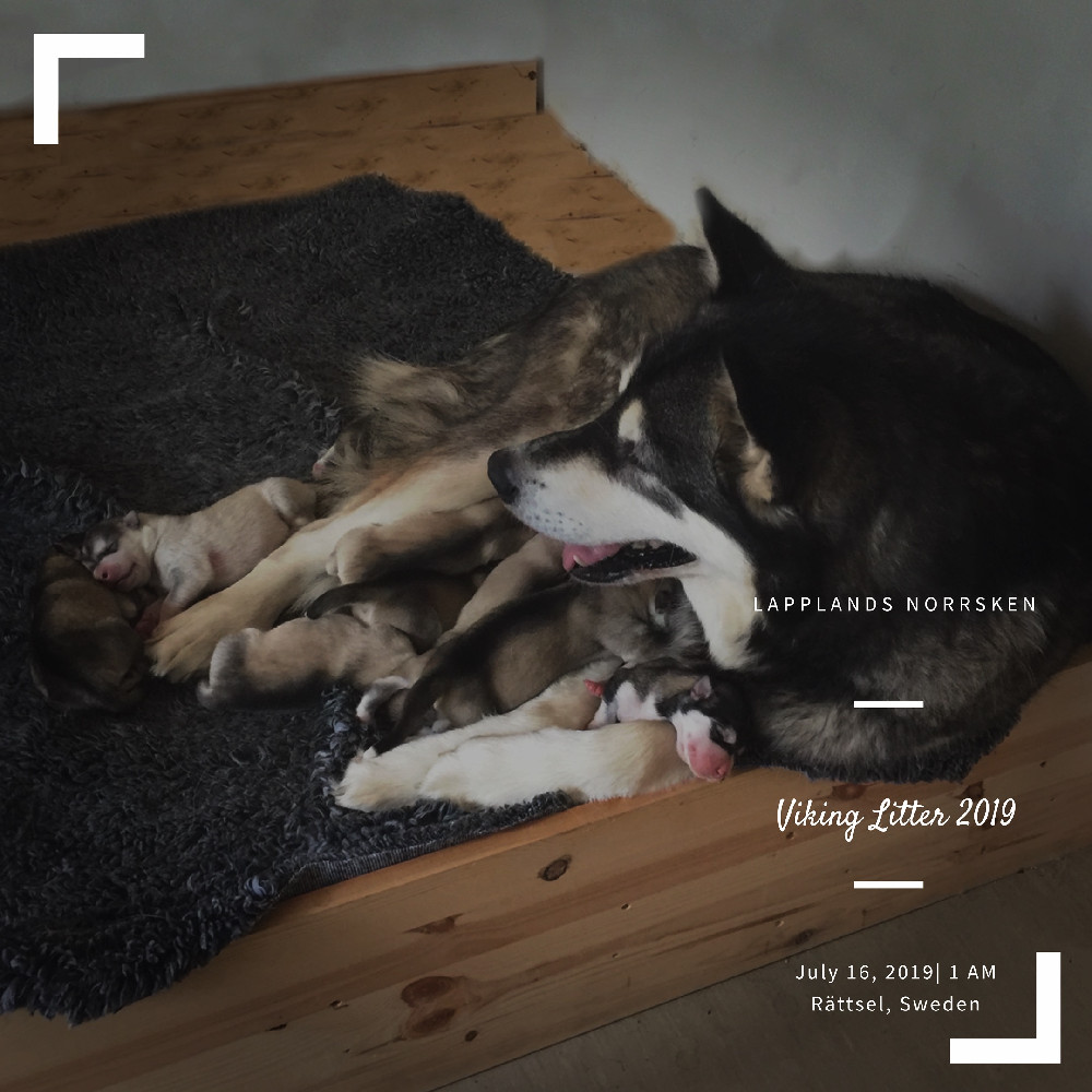 Lapplands Norrsken Alaskan Malamute Farm