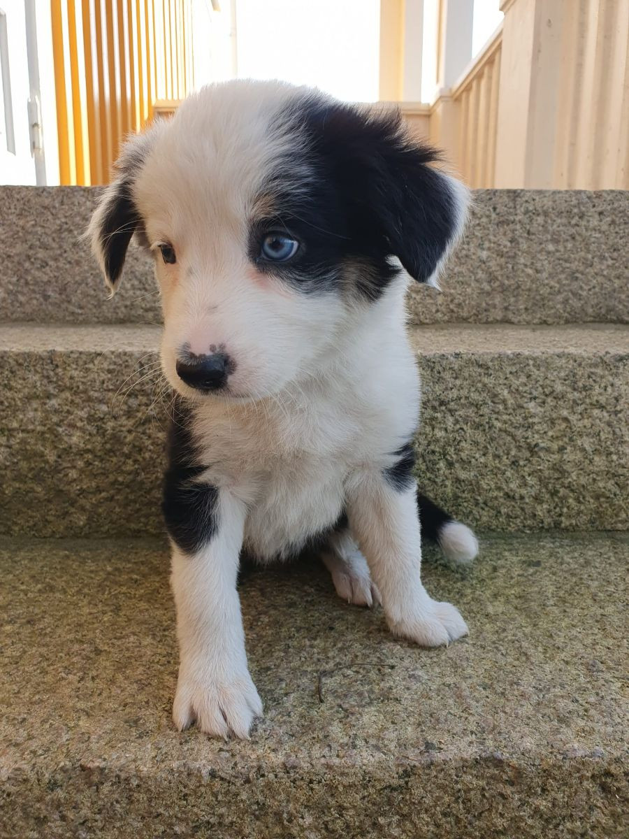 Canis