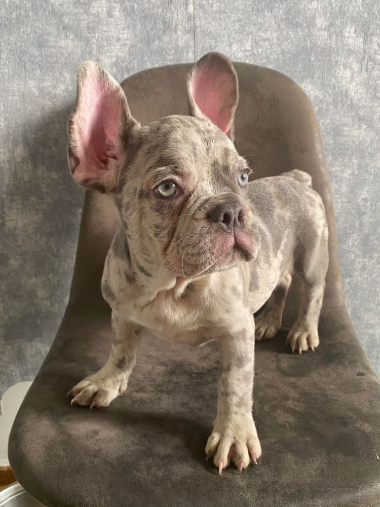 French Bulldog