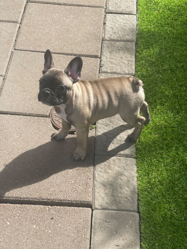 French Bulldog