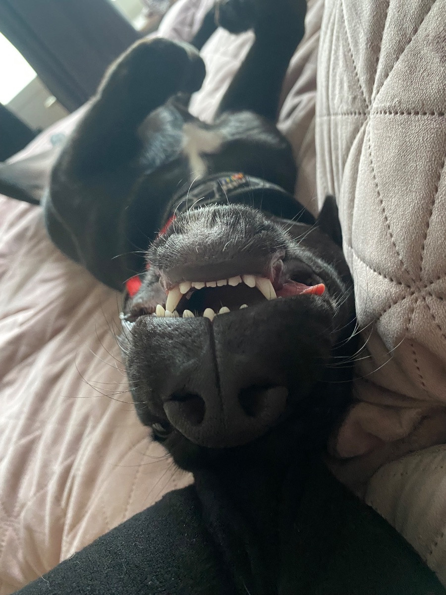 Amstaff/rottweiler/bully · 2025-02-04 · Hjärnarp · Evelina H.