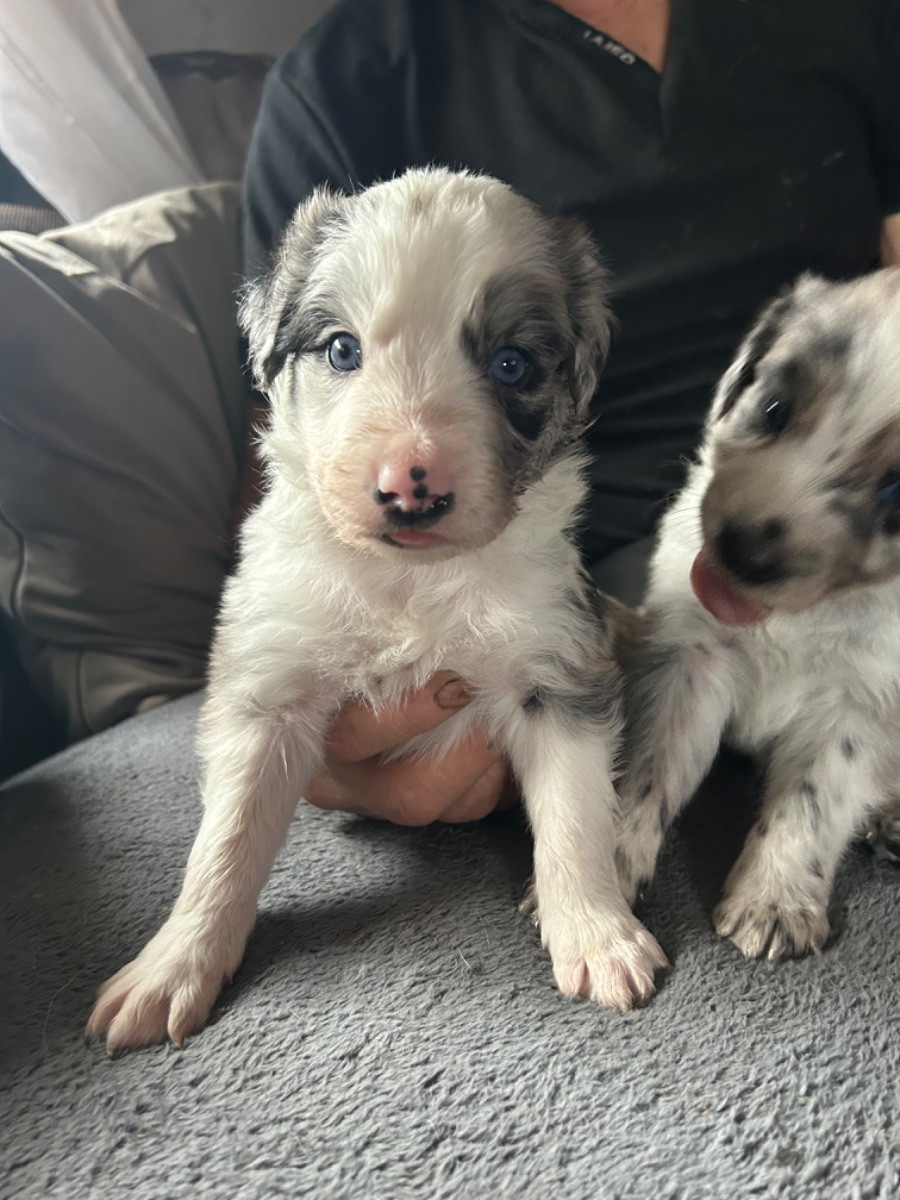 Ranch Siikavaara