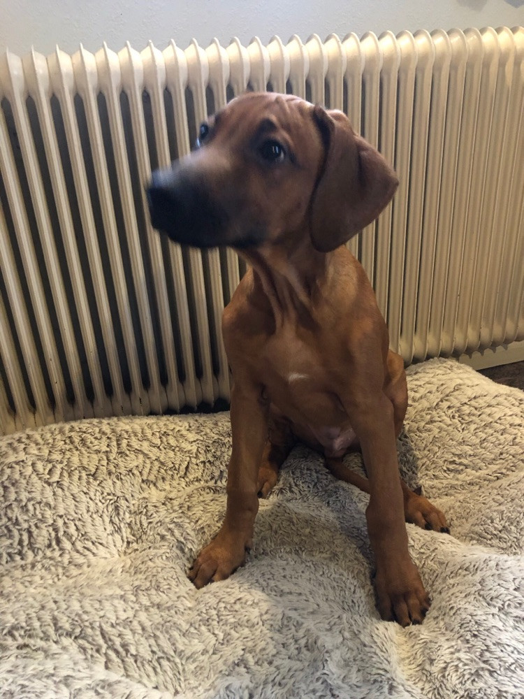 Rhodesian Ridgeback