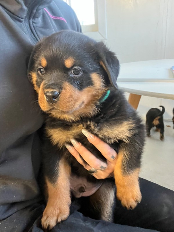 Black magnificents kennel