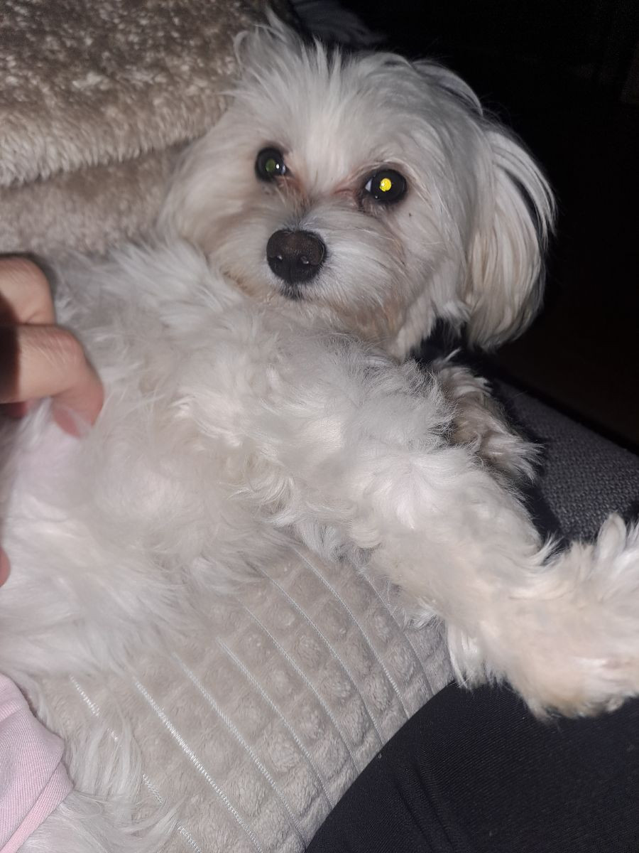 Maltipoo