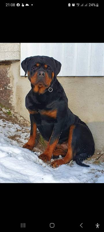 Balkan Iko’s Rottiss