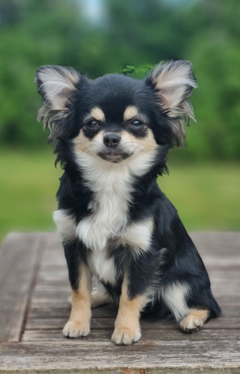 Chihuahua