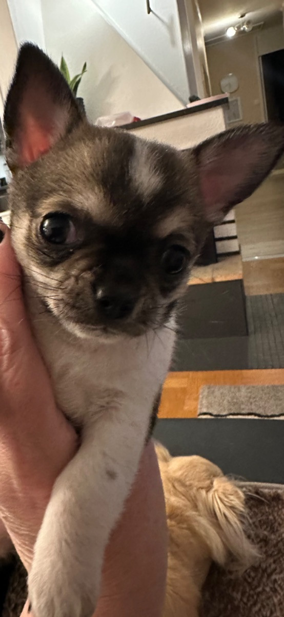 Mini chipette