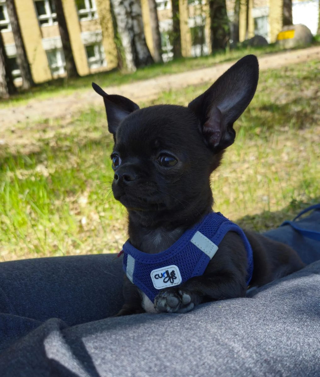 Chi'nova