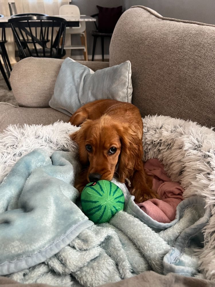 Cocker Spaniel