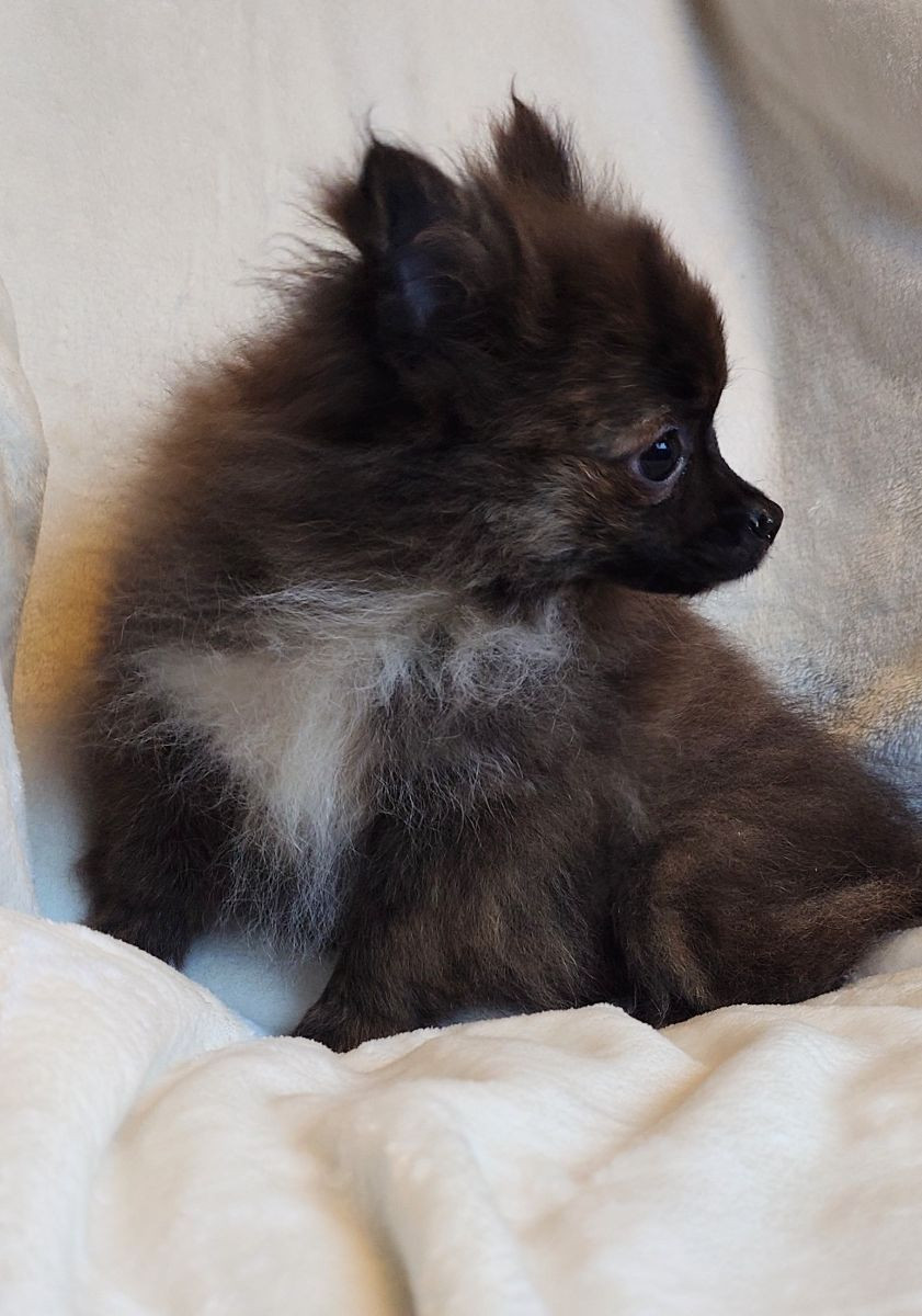 Pomchi · 2025-07-01 · Göteborg · Marina K.