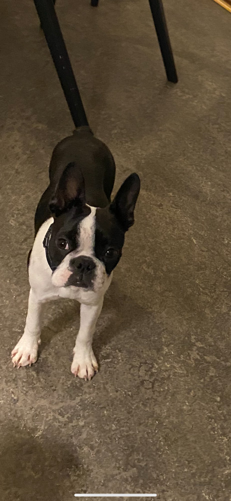 Bostonterrier