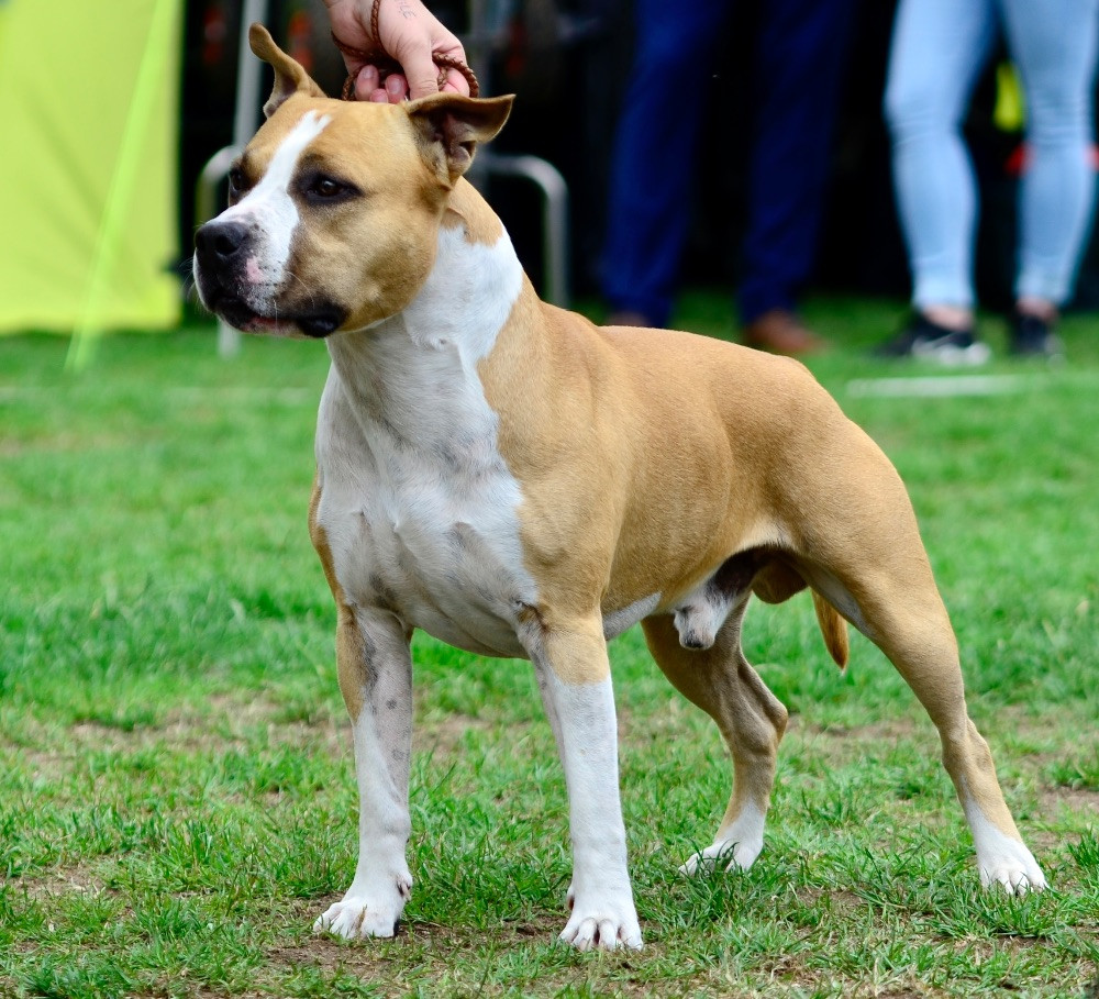 American Staffordshire Terrier