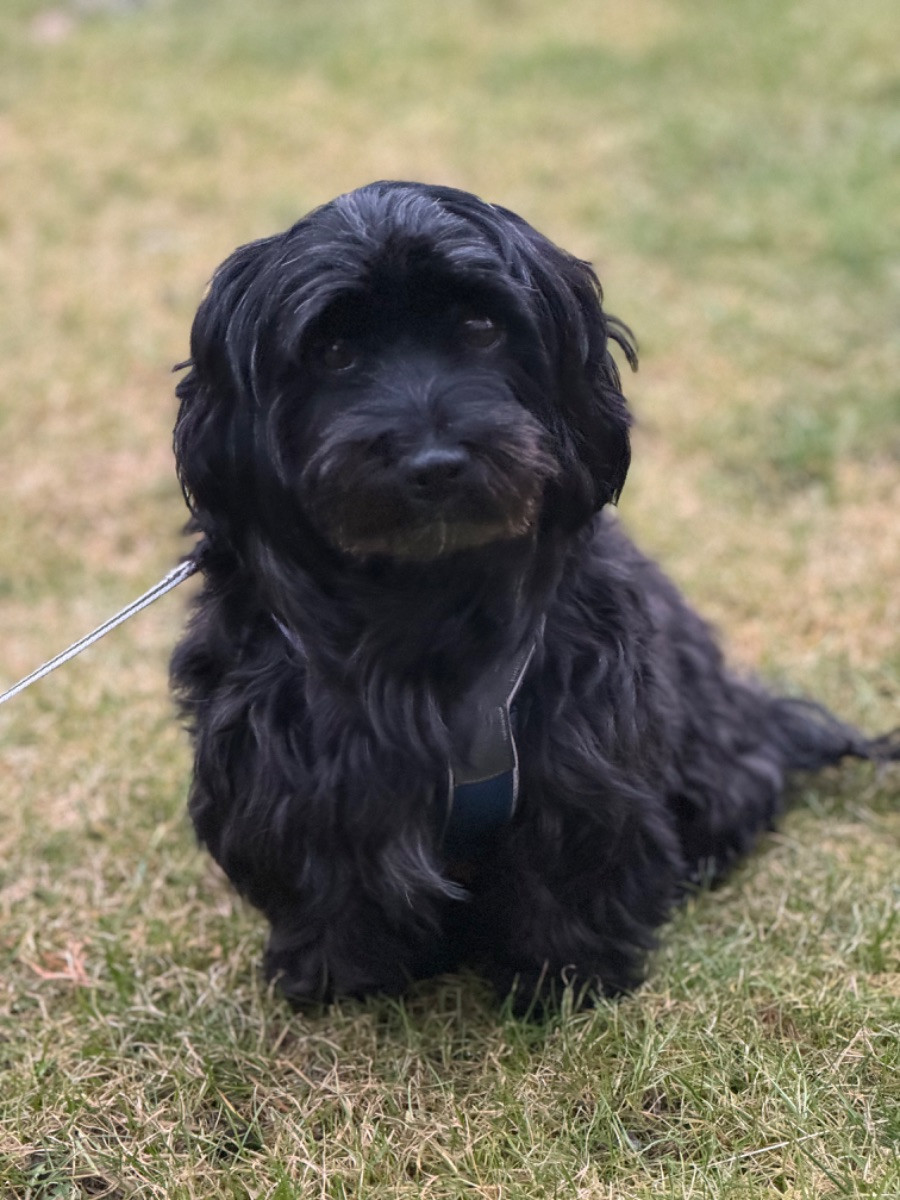 Havanese