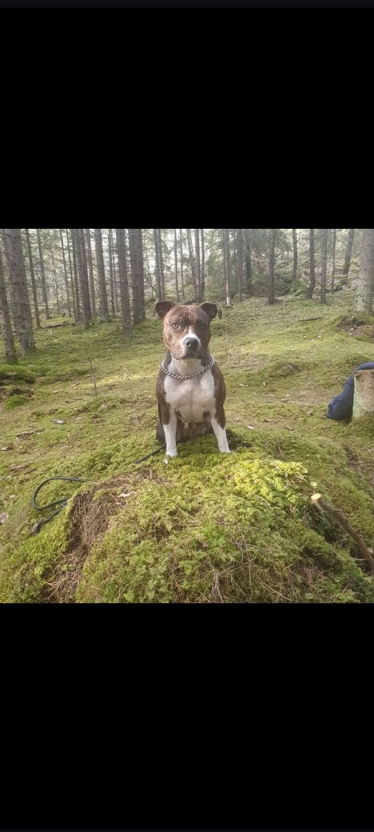 Amstaff · 2019-03-06 · Tidan · Beatrice S.