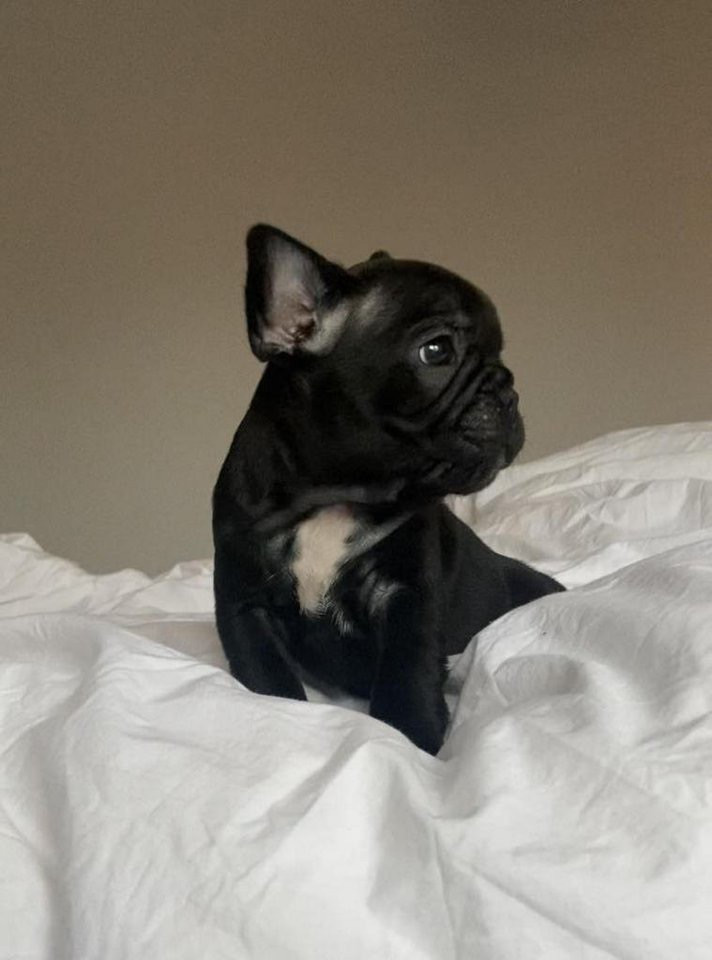 Caci’s Junior