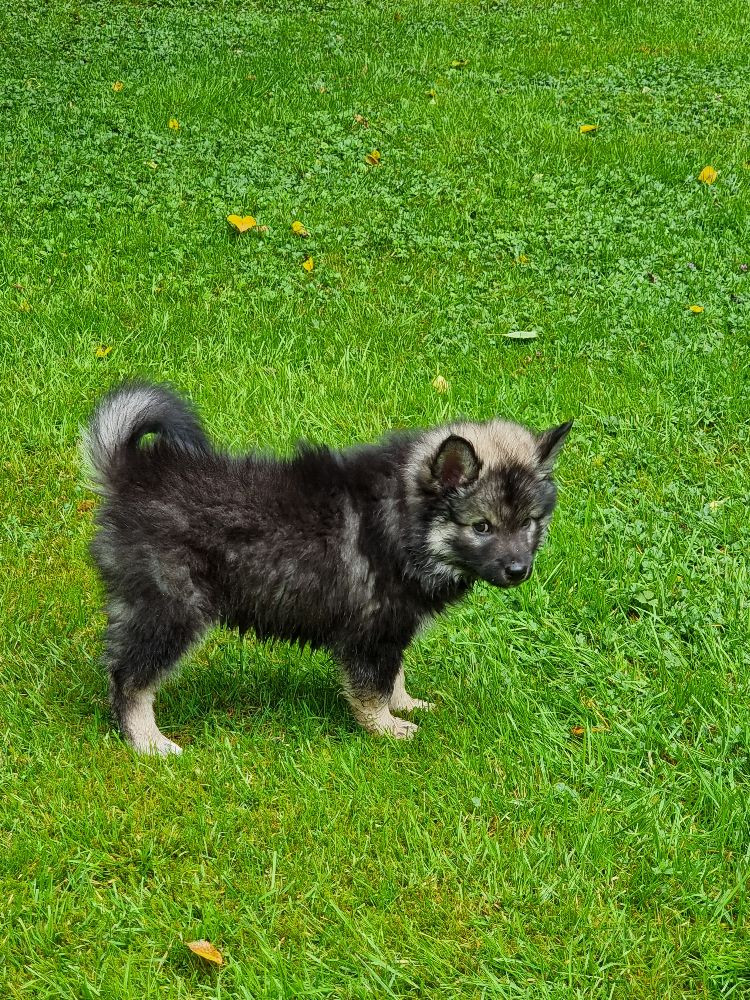 Finnish Lapphund