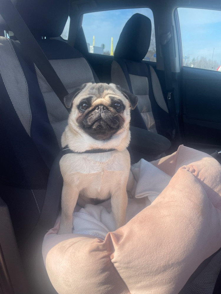 Mops