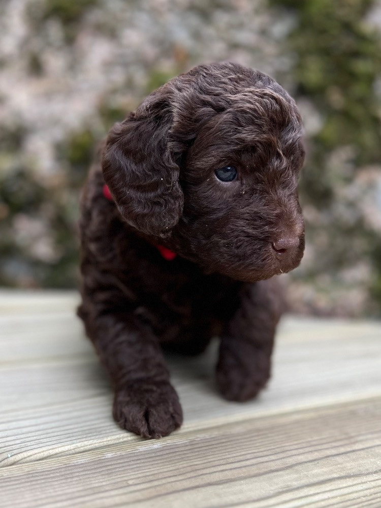 Isadoras Pudel och Cockerpoo