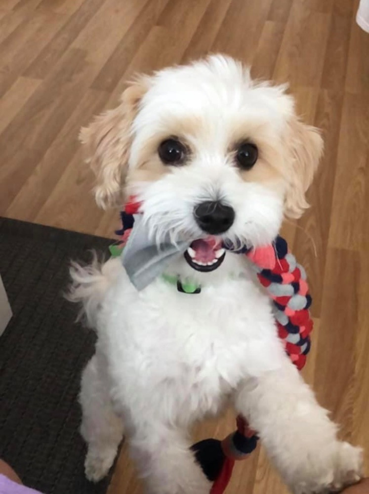 Toy pudel/ bichon havannais