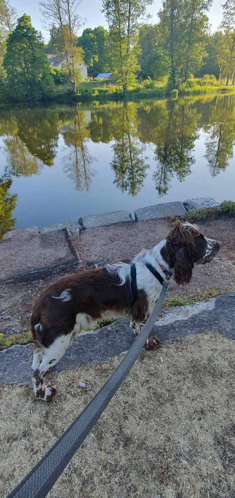 Engelsk springer spaniel