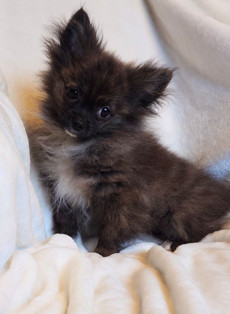 Pomchi · 2025-07-01 · Göteborg · Marina K.