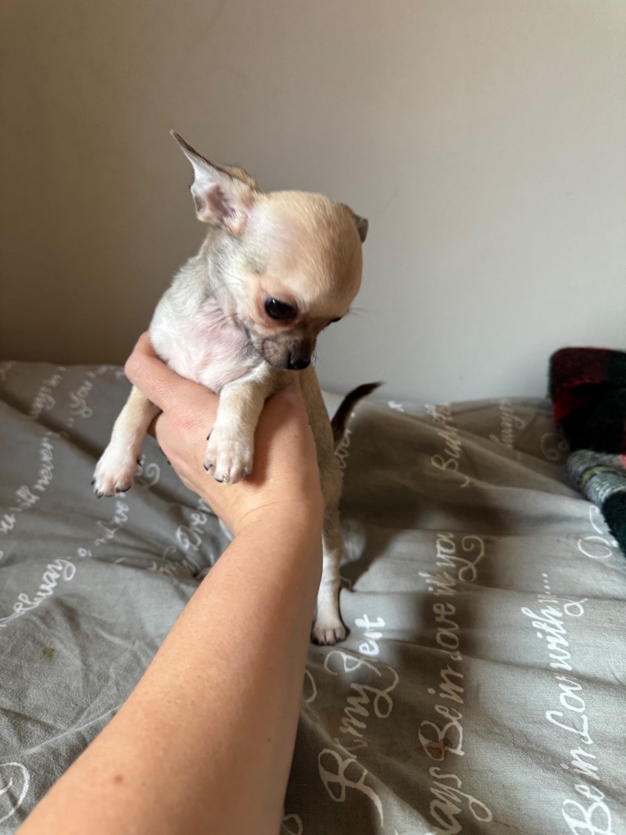 Chihuahua
