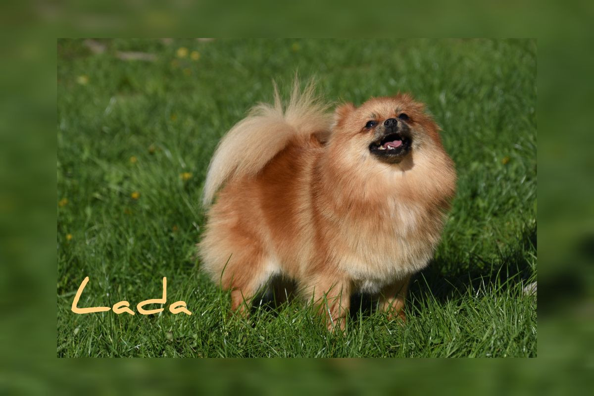 Pomeranian