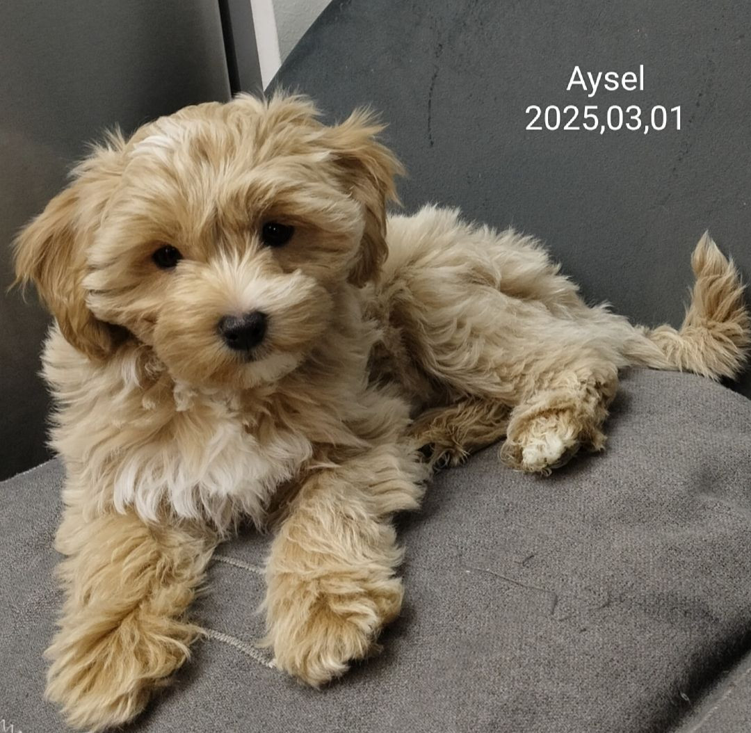 MALTIPOO TOY