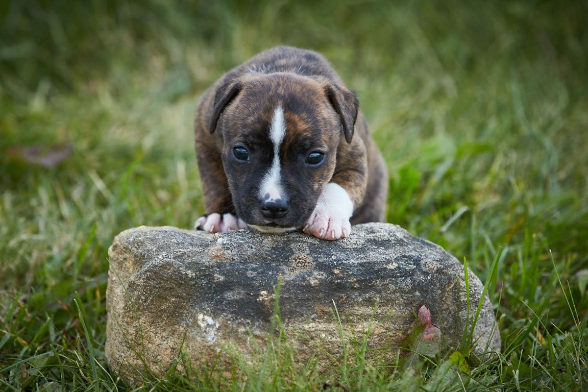 Nordic Canine's Kennell