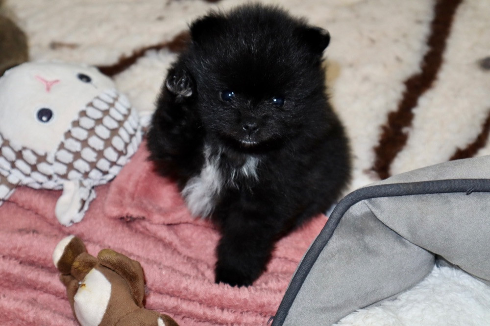 Pomeranian