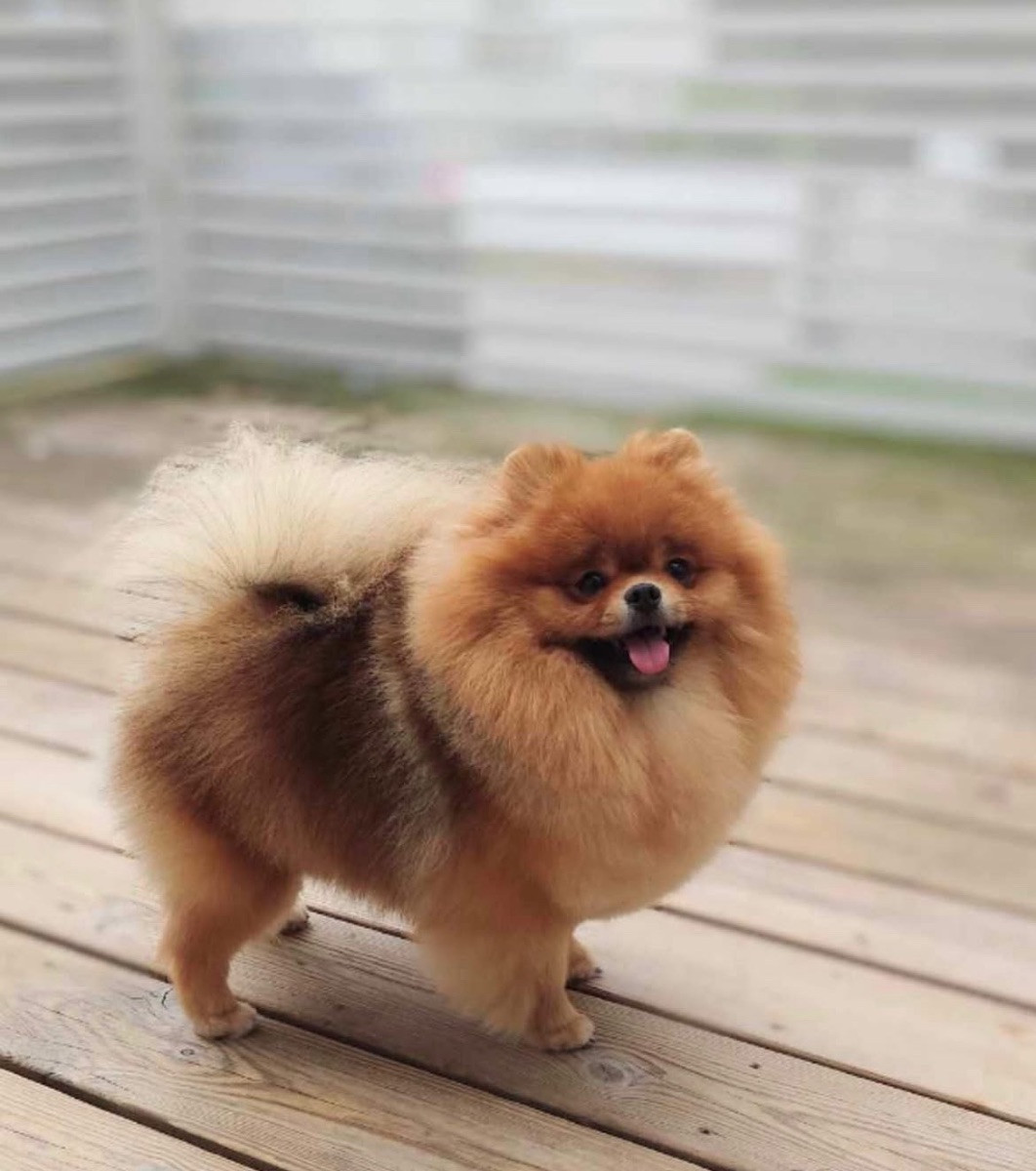 Adorable Plush