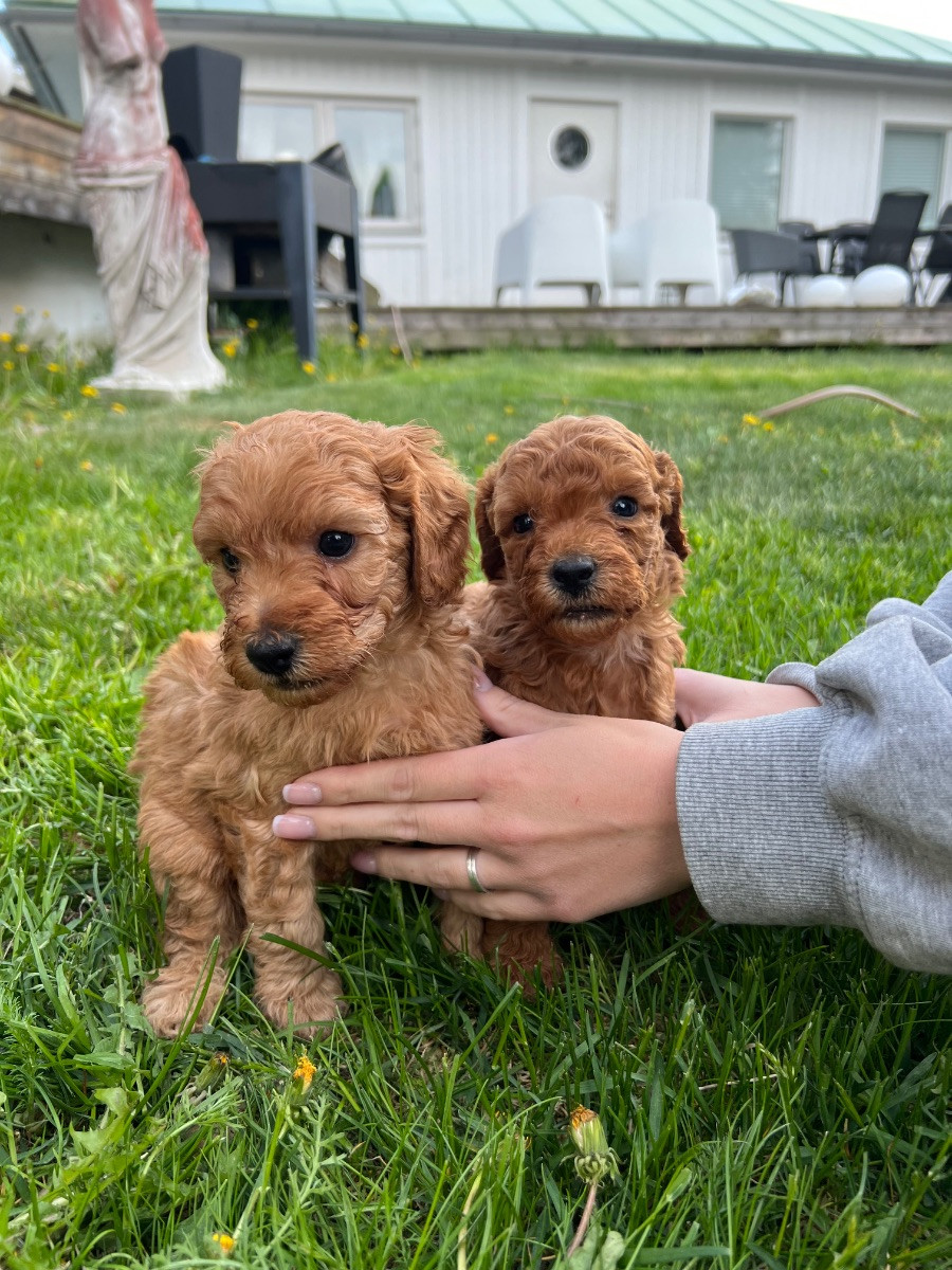 Labradoodel Multigeneration