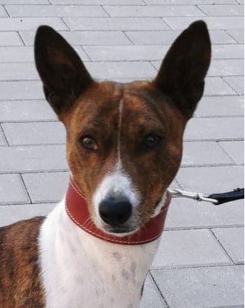 Basenji