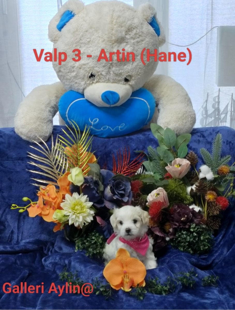 Maltipoo · 2025-11-15 · Göteborg · Ramin H.