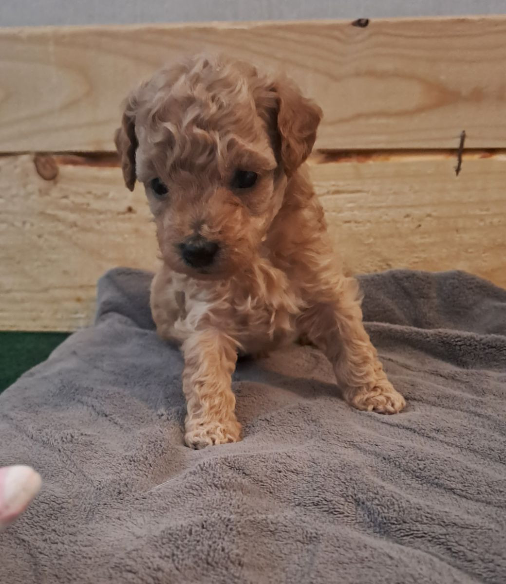 Maltipoo