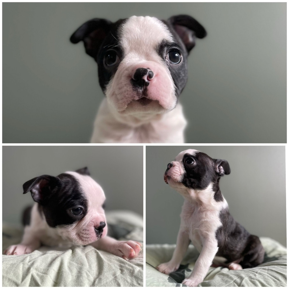 Bostonterrier