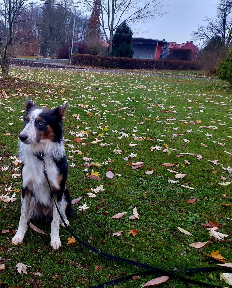 Canis
