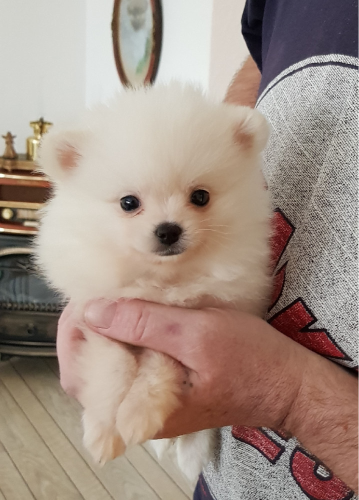 Pomeranian